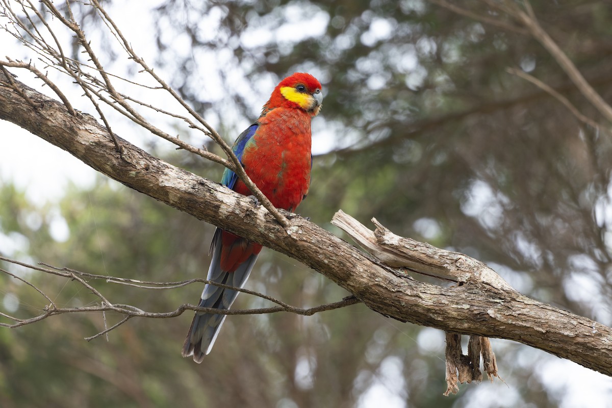 Western Rosella - ML645144242