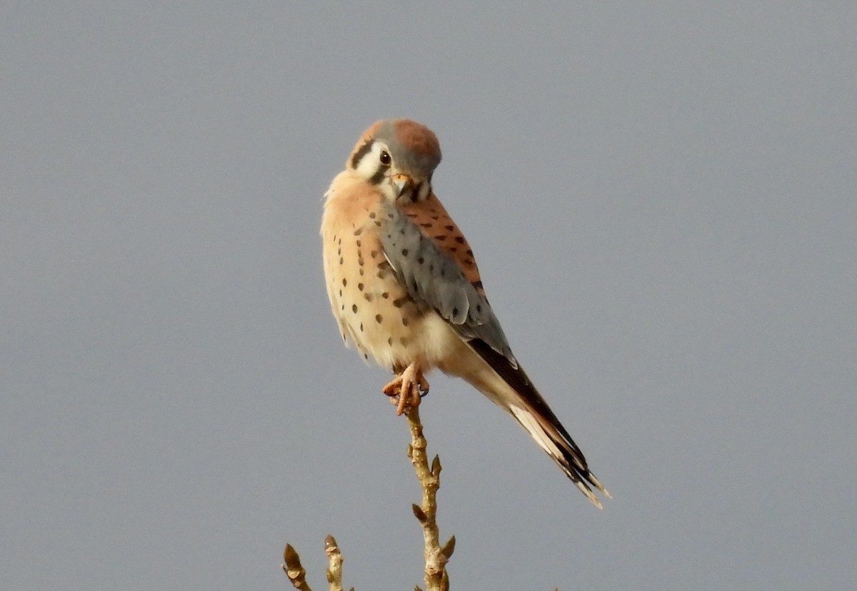 בז אמריקני - ML645144248