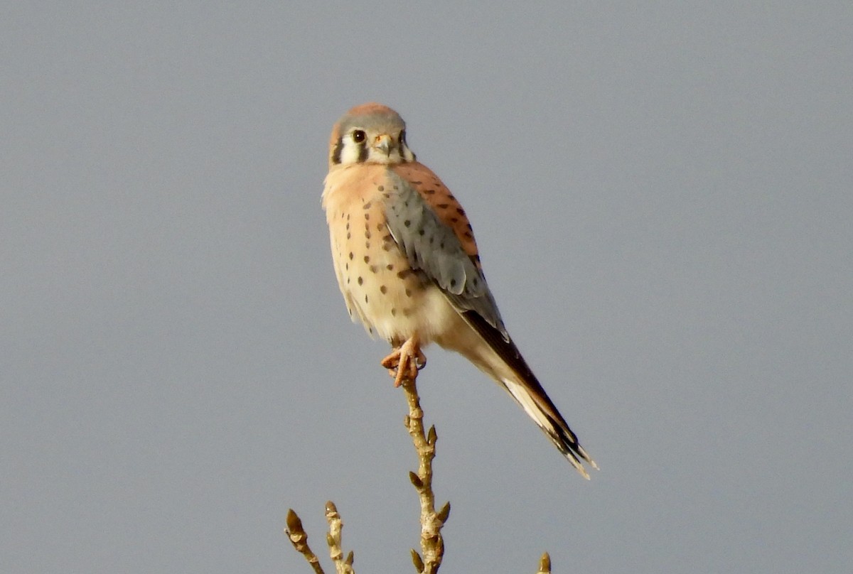 בז אמריקני - ML645144252