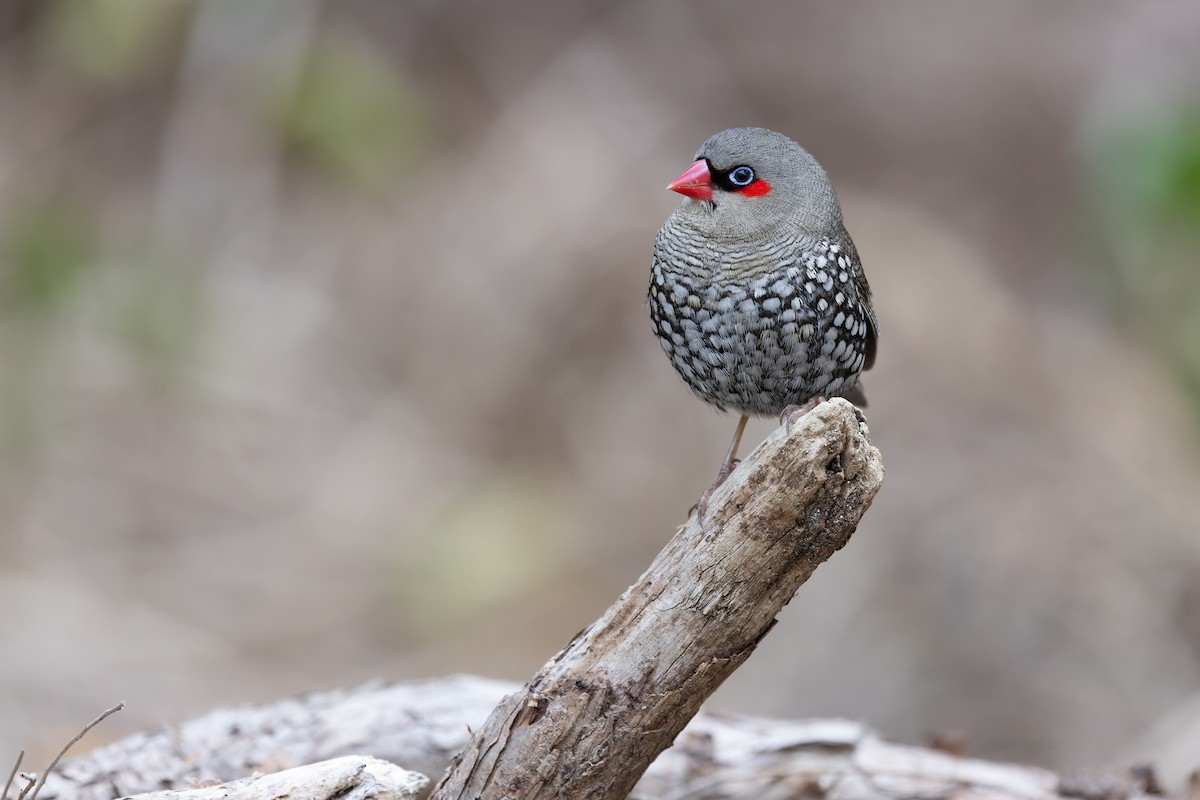 Red-eared Firetail - ML645144253