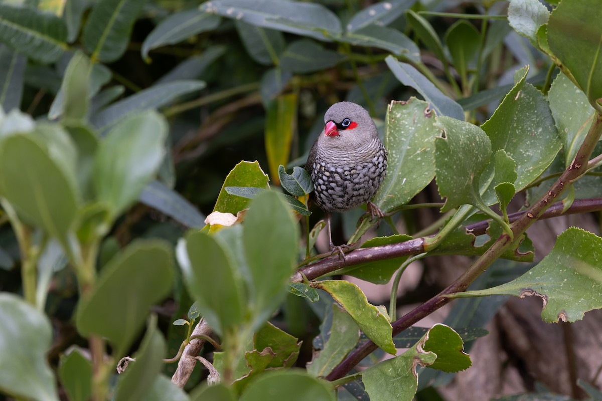 Red-eared Firetail - ML645144255