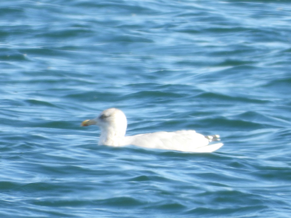 American Herring Gull - ML645144259