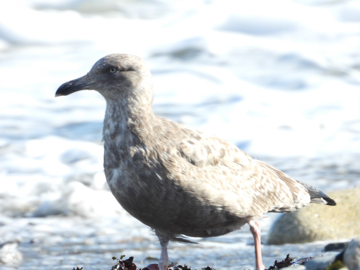 American Herring Gull - ML645144260