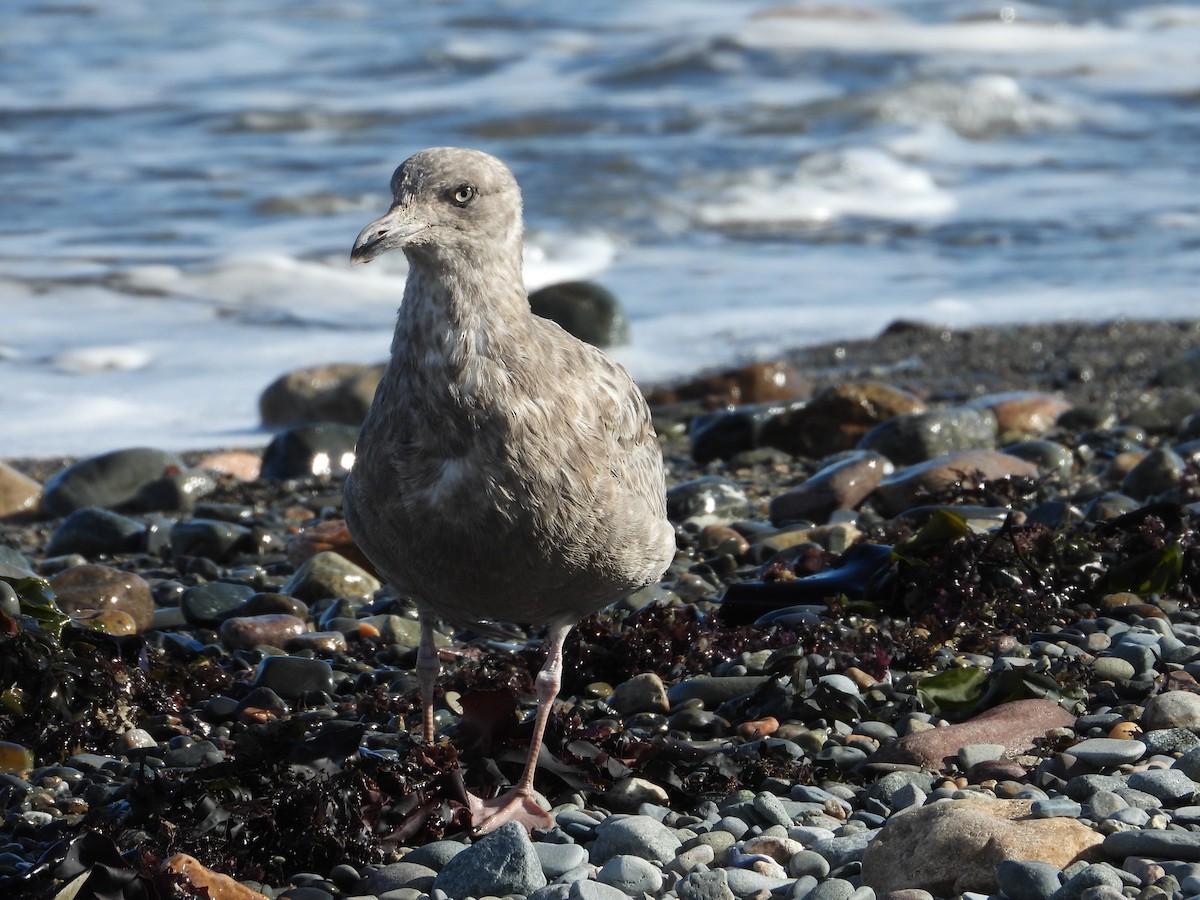 American Herring Gull - ML645144261