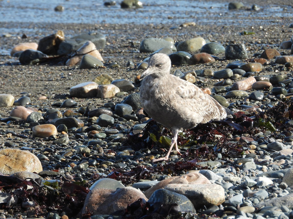 American Herring Gull - ML645144262