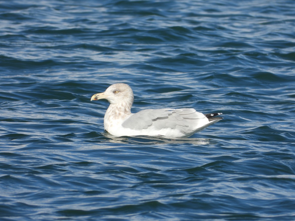American Herring Gull - ML645144263