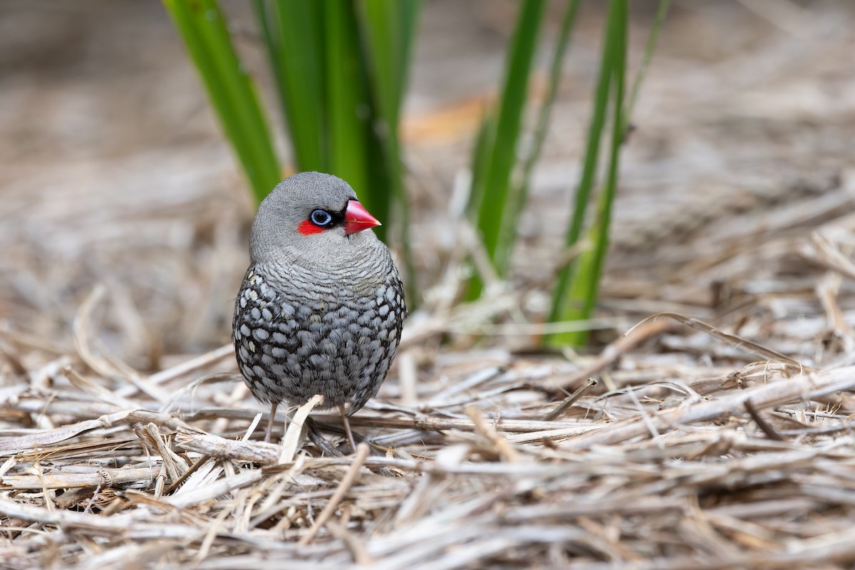Red-eared Firetail - ML645144264