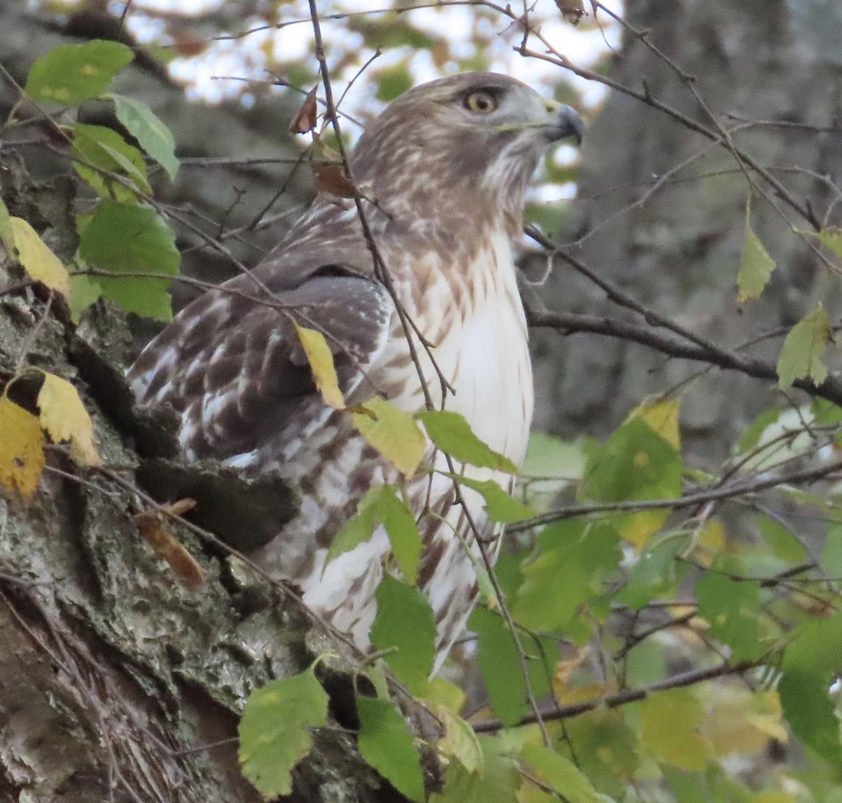 Red-tailed Hawk - ML645144265
