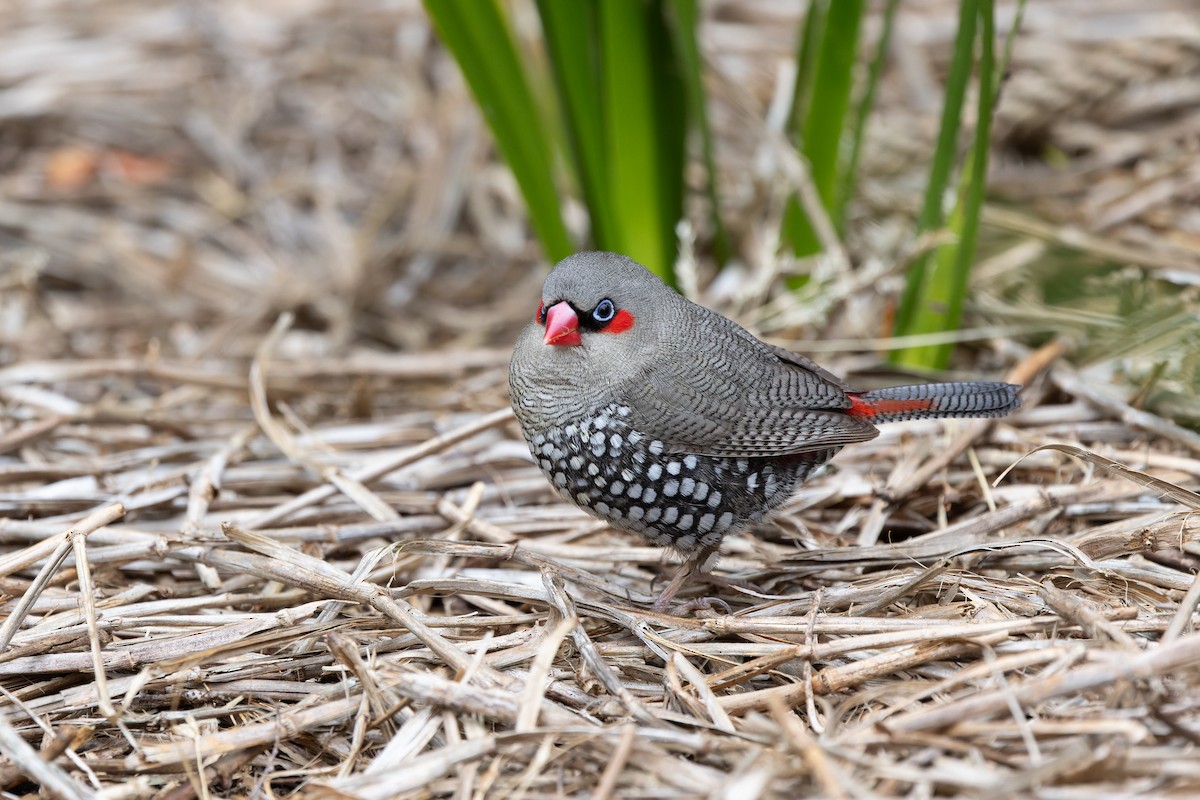 Red-eared Firetail - ML645144268
