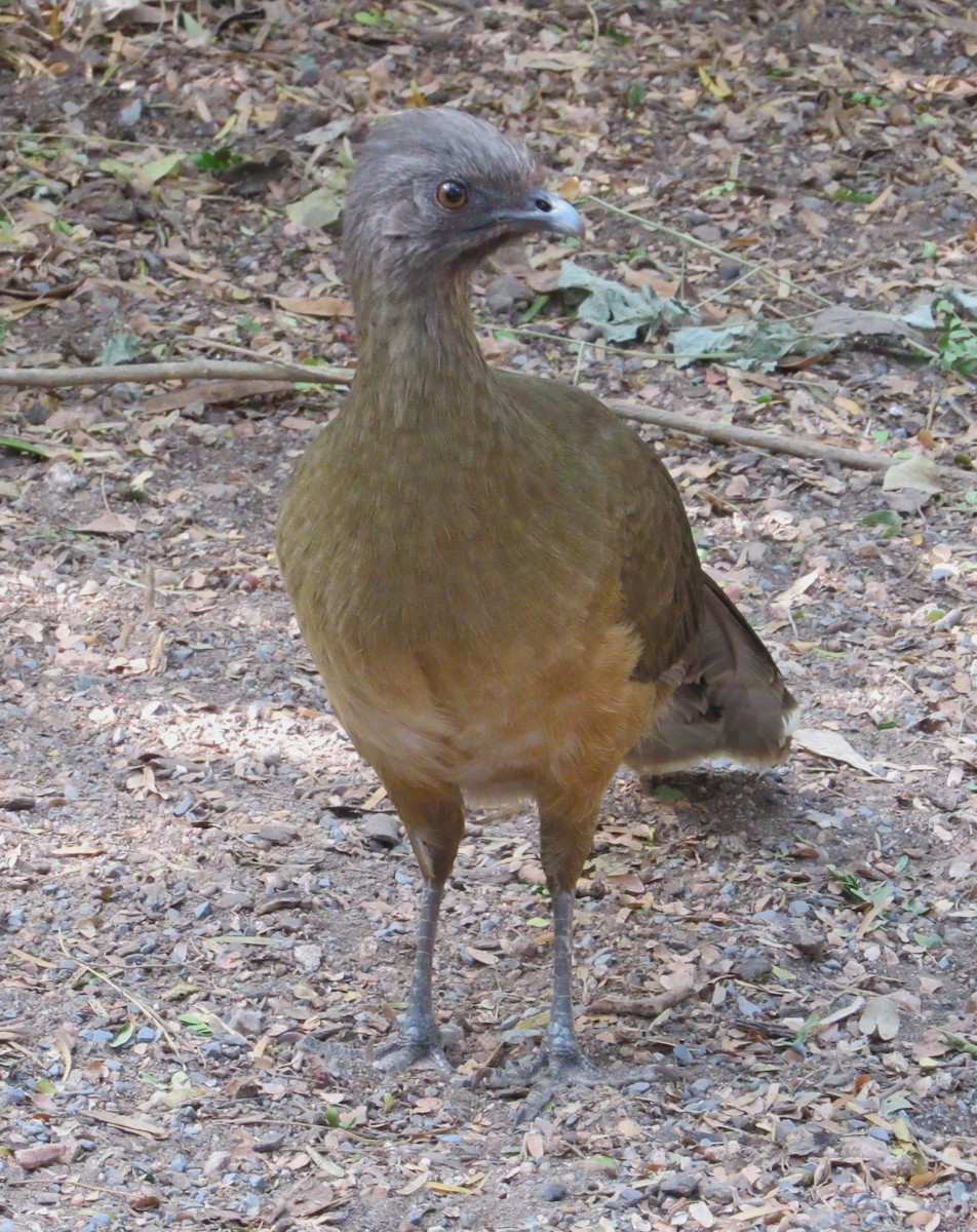 Plain Chachalaca - ML645144269