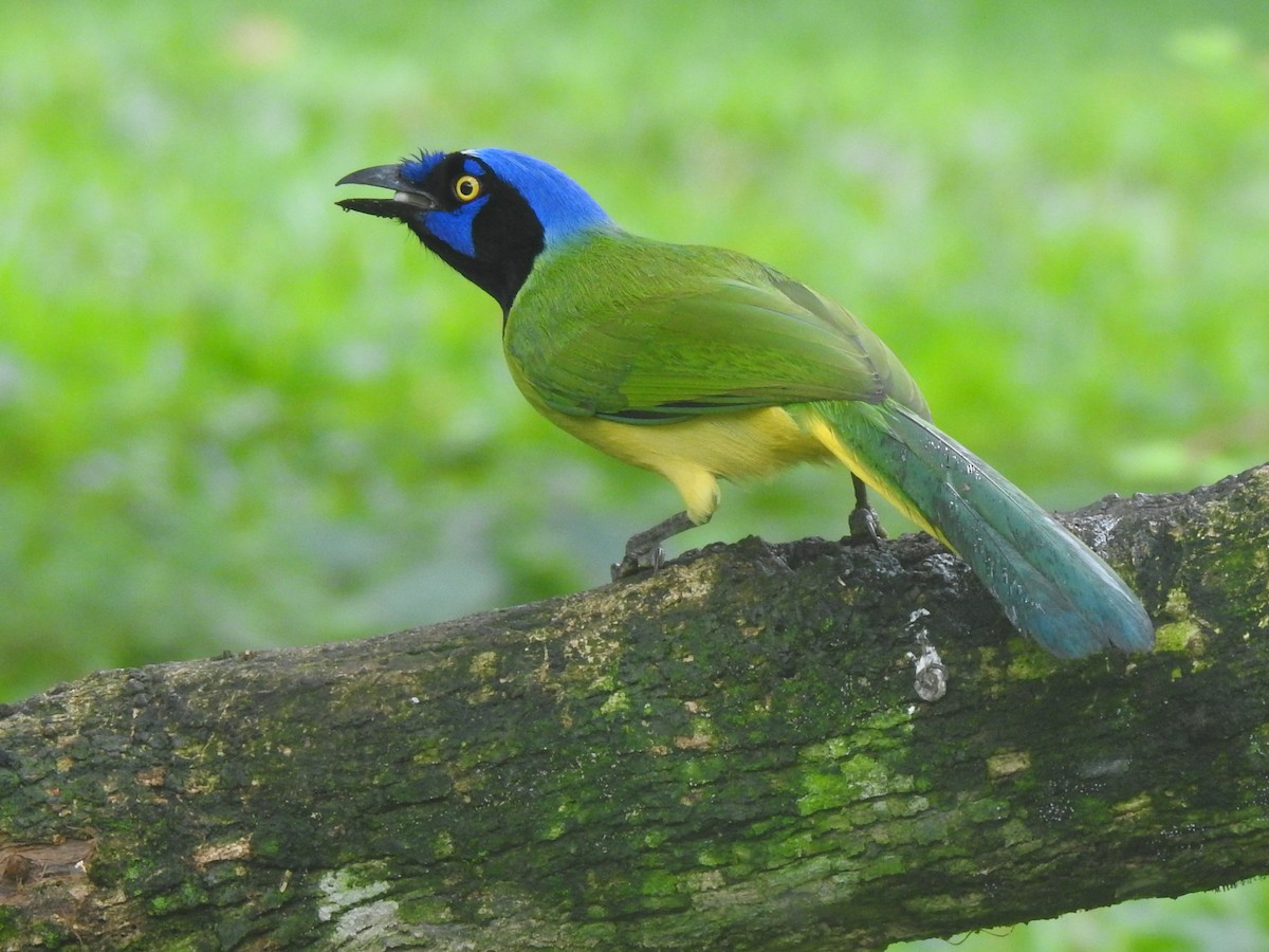 Green Jay - ML645144272