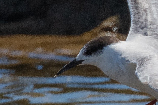 Common Tern - ML645144274