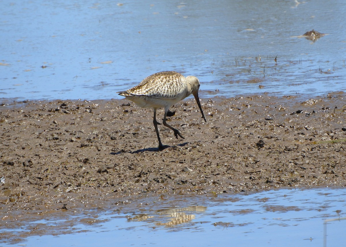 Bar-tailed Godwit - ML645144278