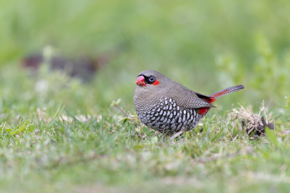 Red-eared Firetail - ML645144279