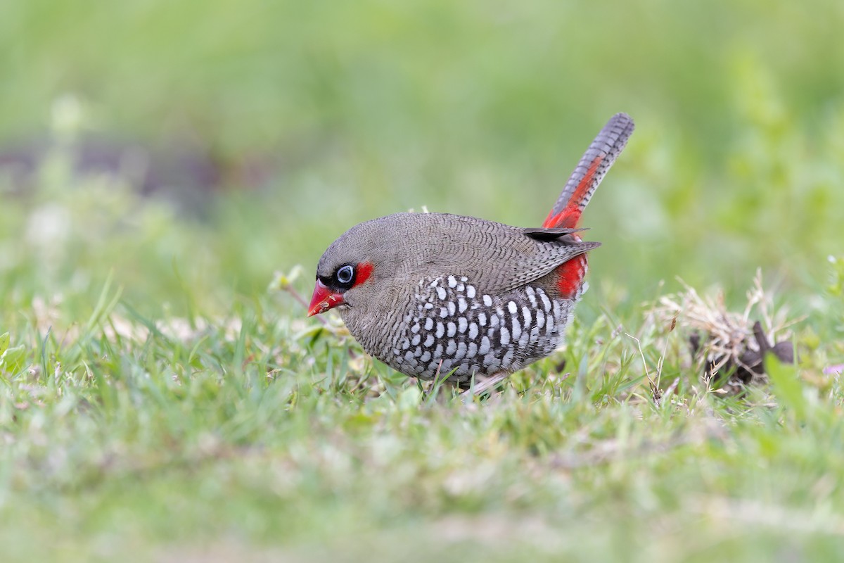 Red-eared Firetail - ML645144281