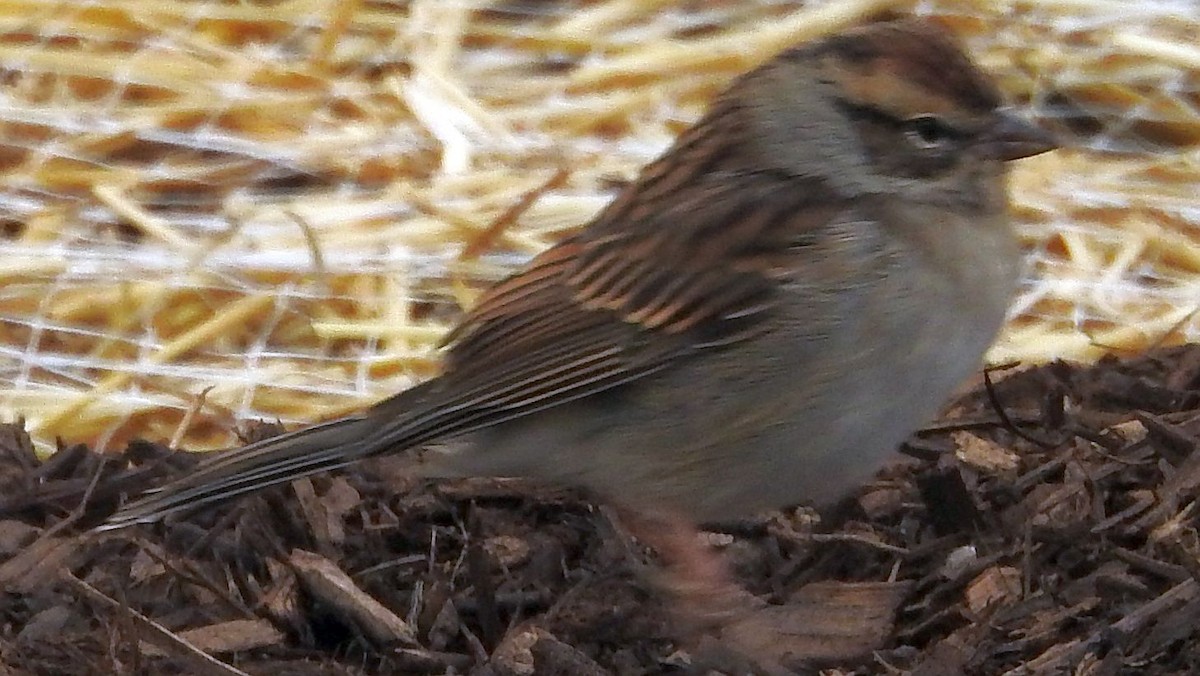 Chipping Sparrow - ML645144284