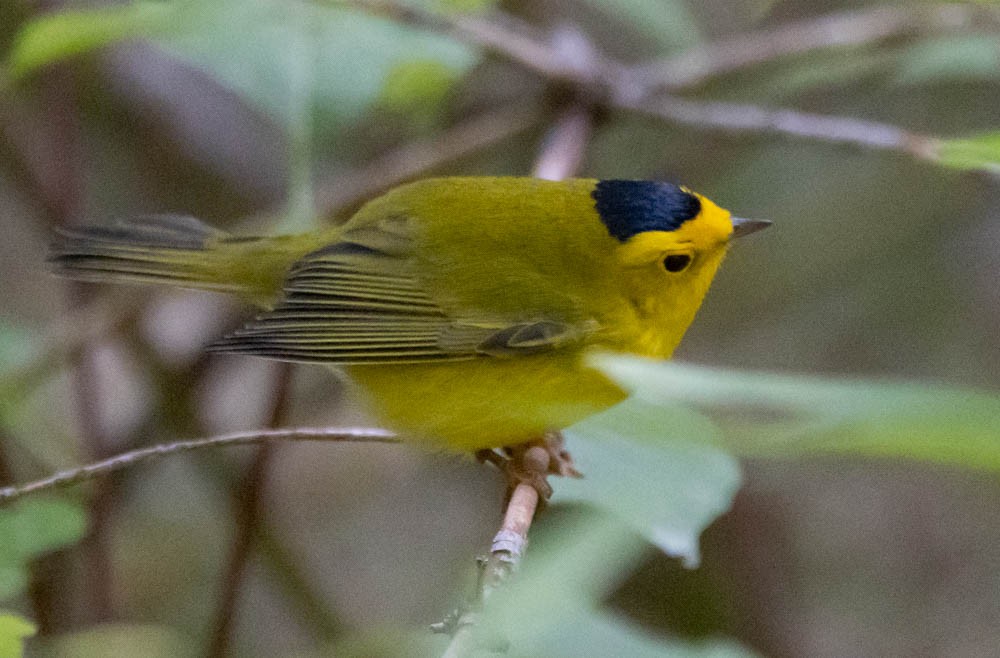 Wilson's Warbler - ML645144285