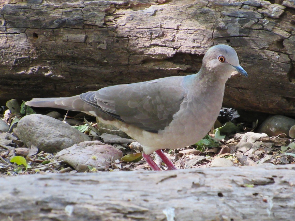 White-tipped Dove - ML645144295