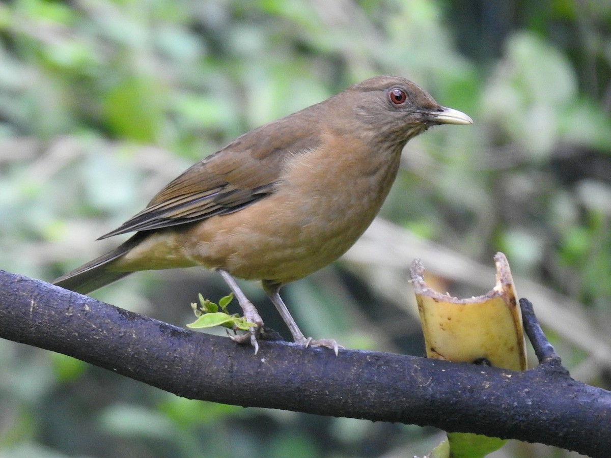Clay-colored Thrush - ML645144296