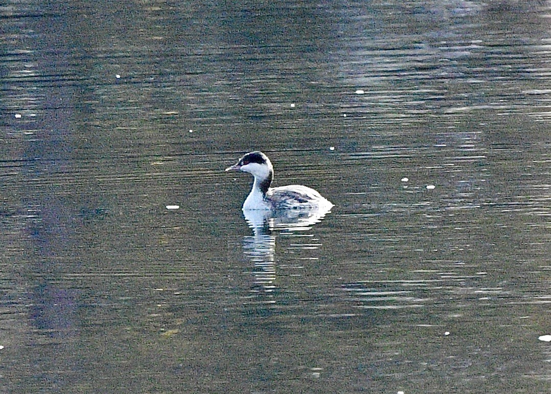 Horned Grebe - ML645144299