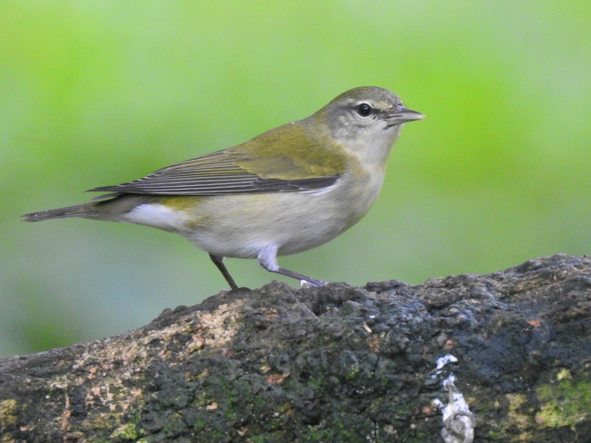 Tennessee Warbler - ML645144300