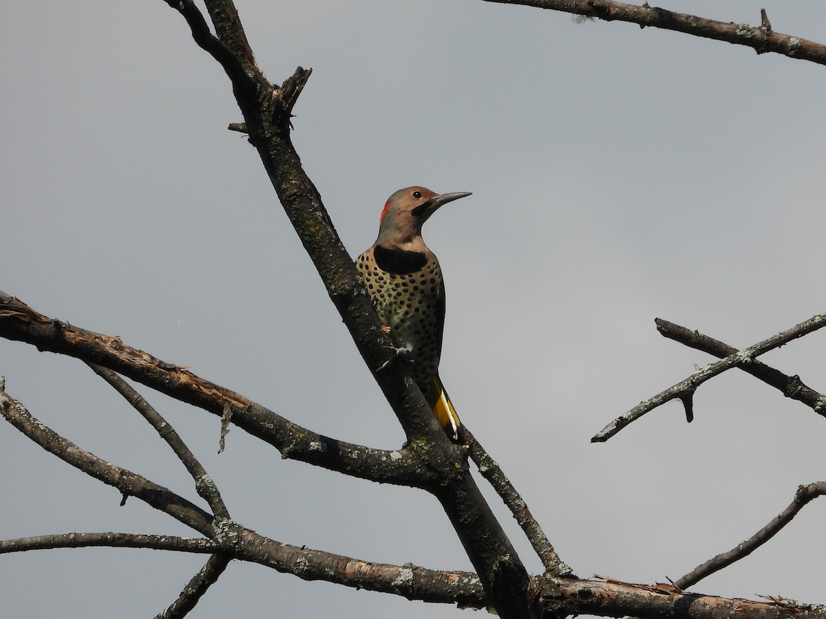 Northern Flicker - ML645144301