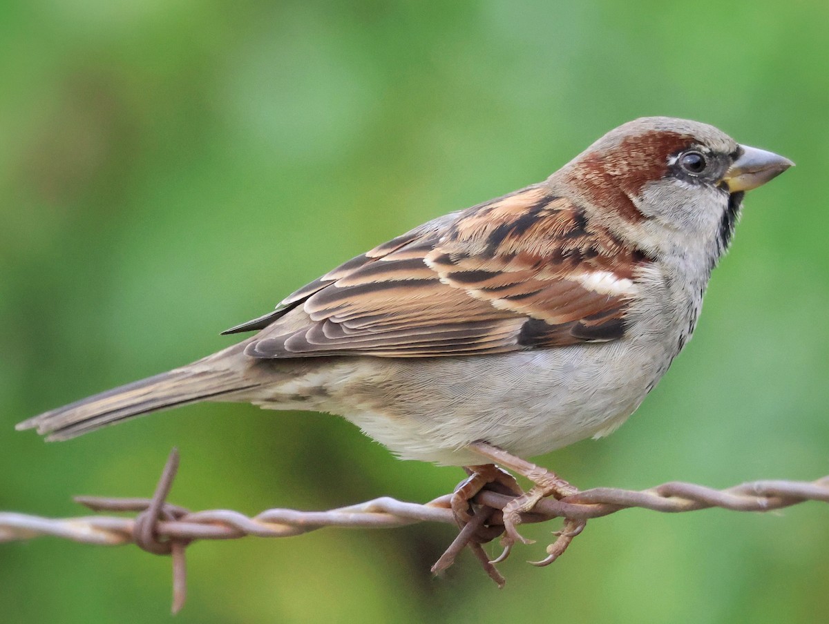House Finch - ML645144303