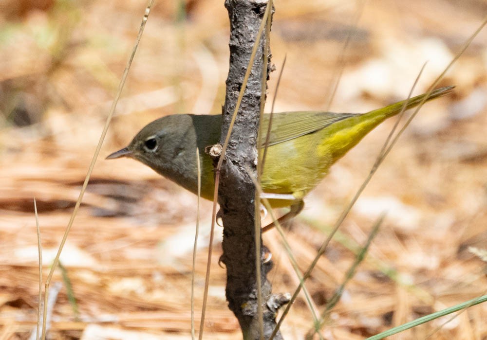 MacGillivray's Warbler - ML645144304