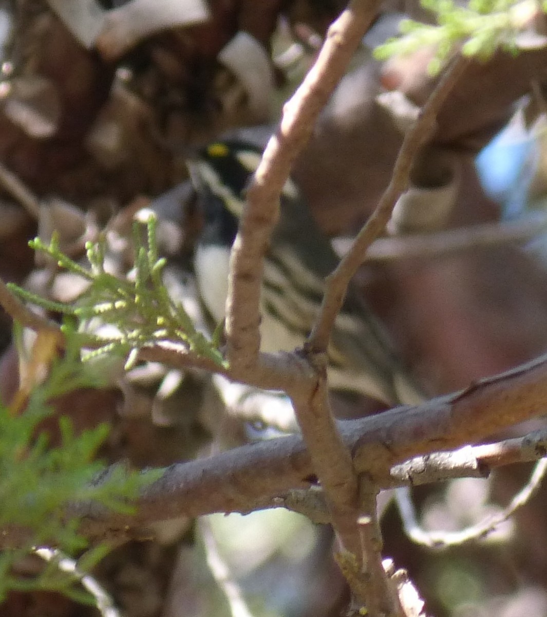 Black-throated Gray Warbler - ML645144305