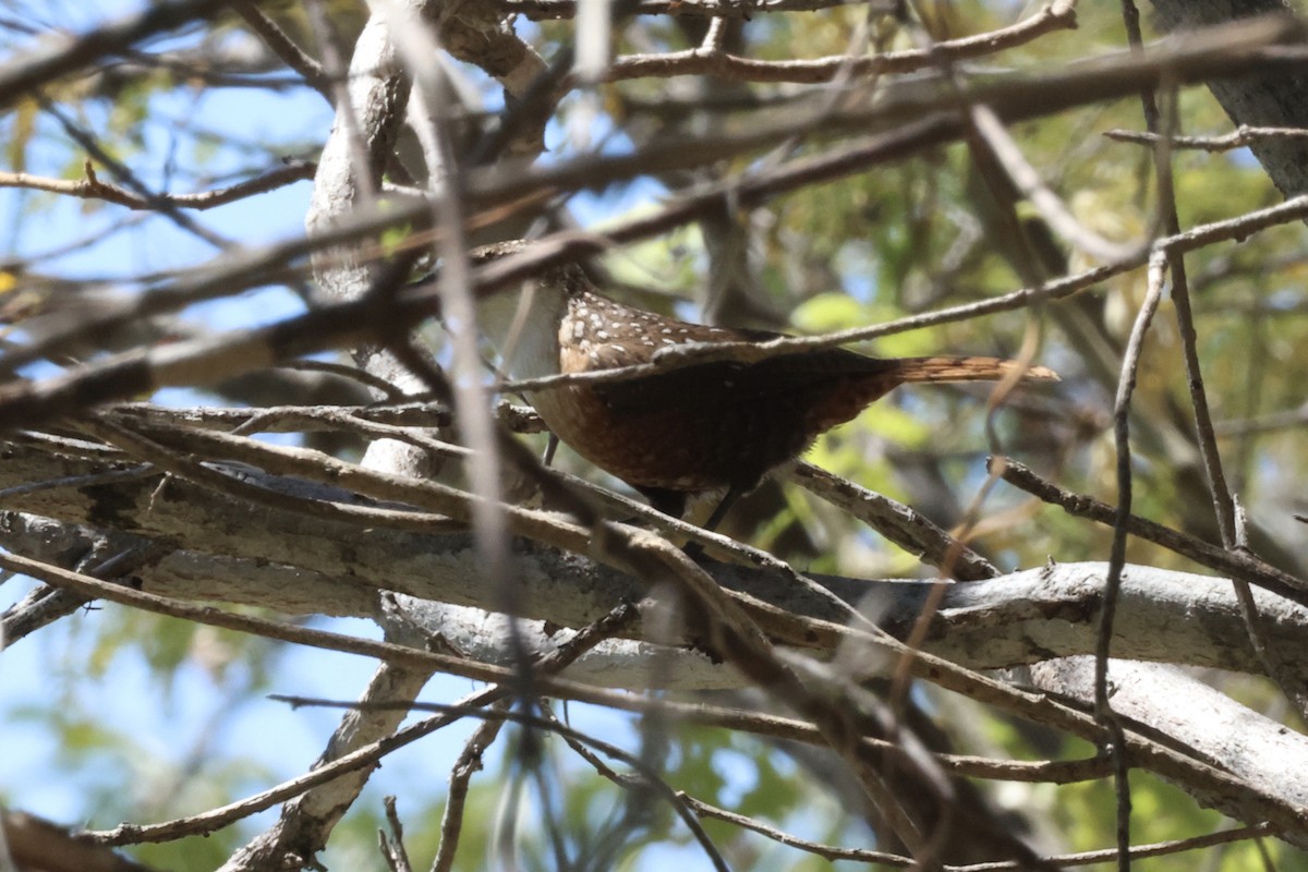 Canyon Wren - ML645144313