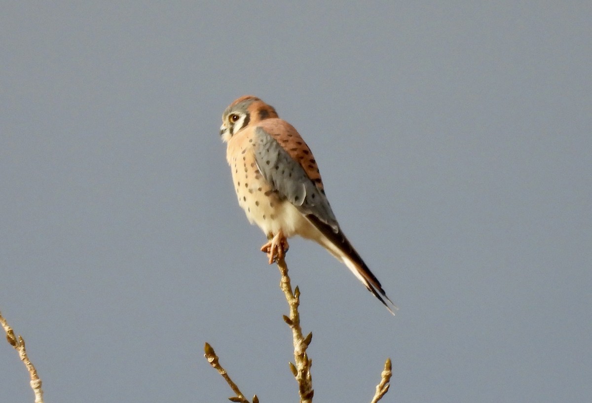 בז אמריקני - ML645144322