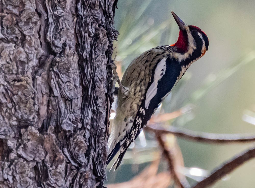 Rotnacken-Saftlecker - ML645144333