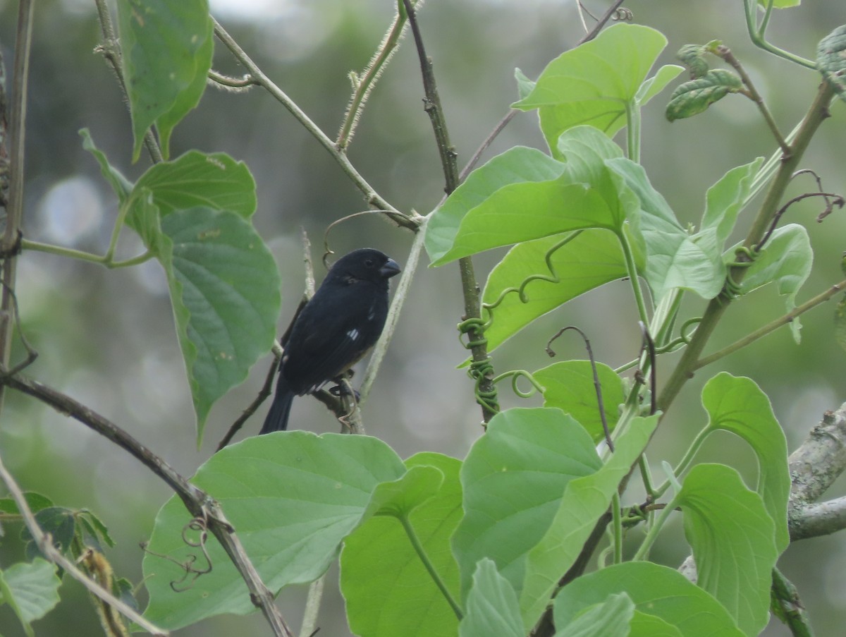 Variable Seedeater - ML645144343