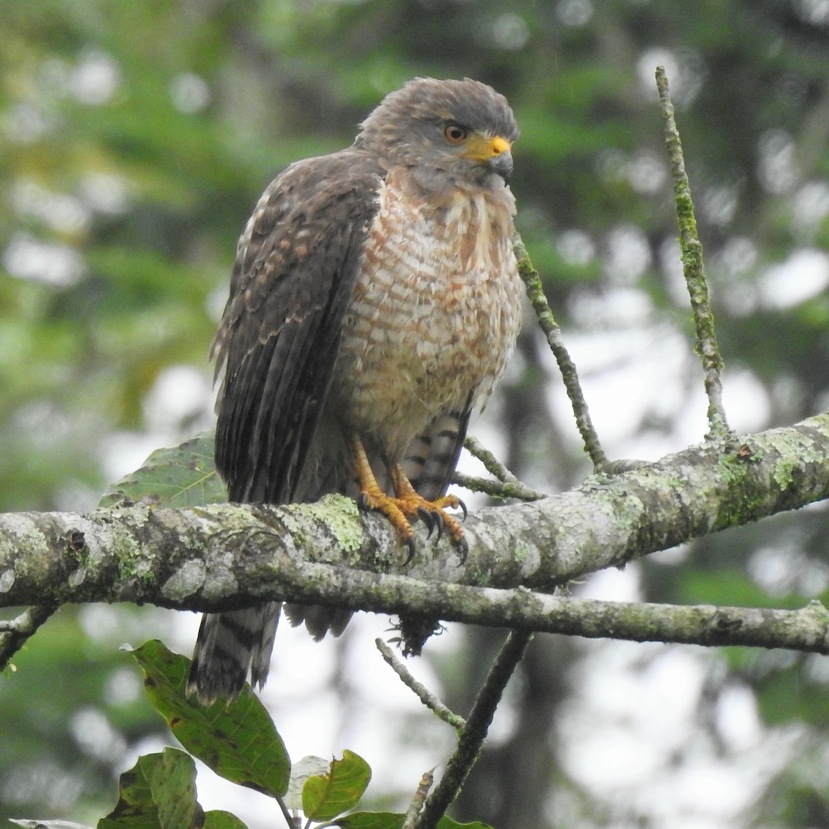 Yol Şahini - ML645144344