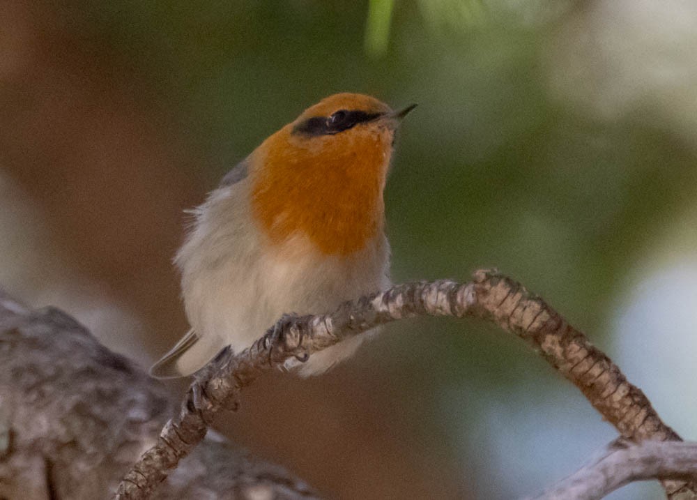 Olive Warbler - ML645144349