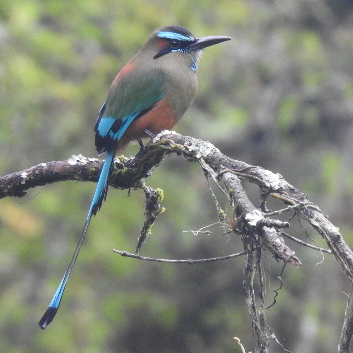 Момот рудочеревий - ML645144351