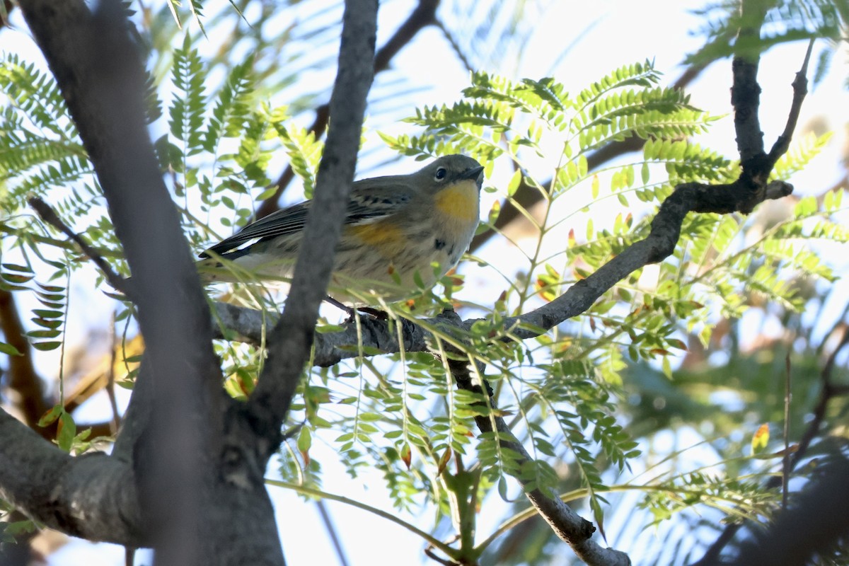 Yellow-rumped Warbler (Audubon's) - ML645144356