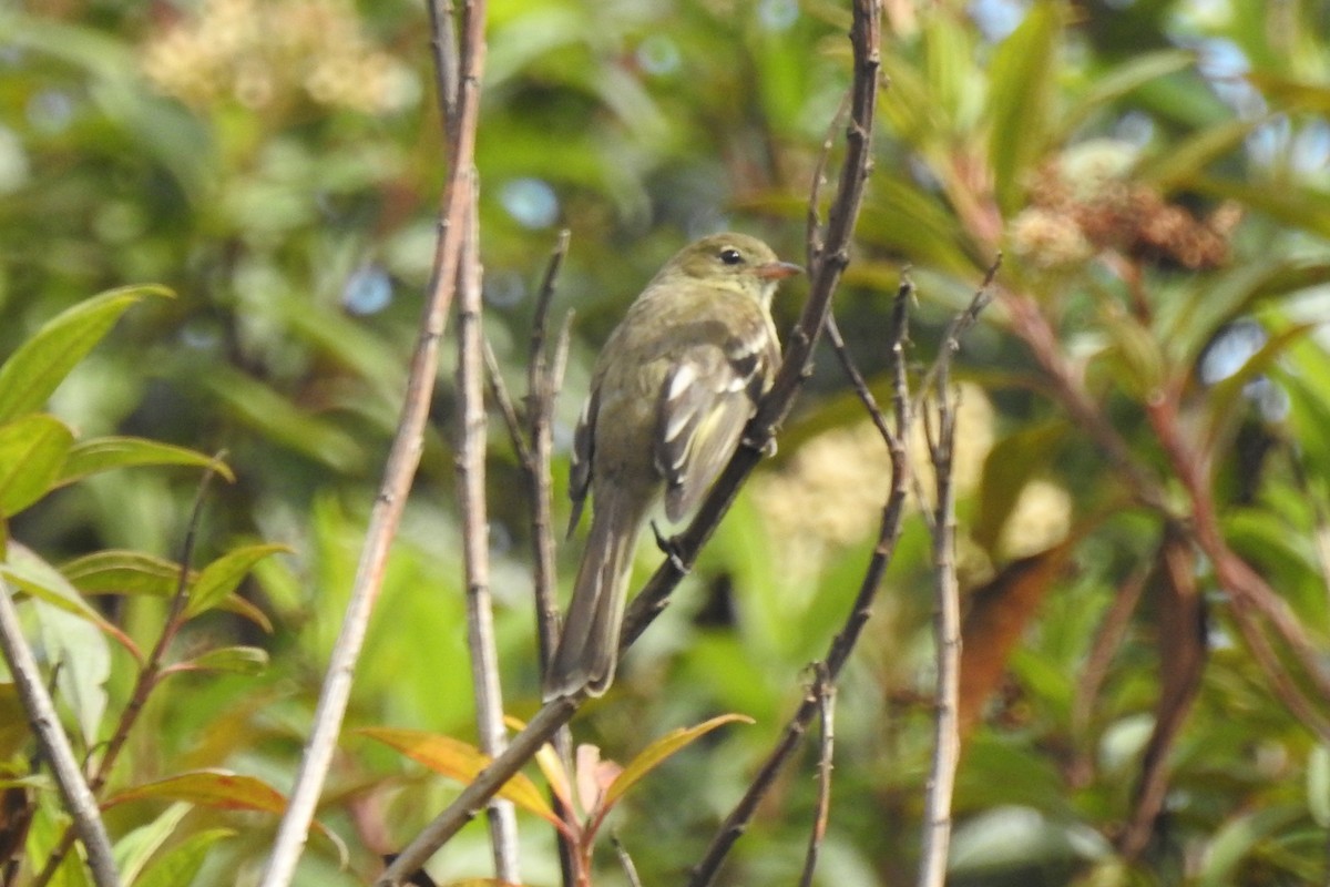 Mountain Elaenia - ML645144361