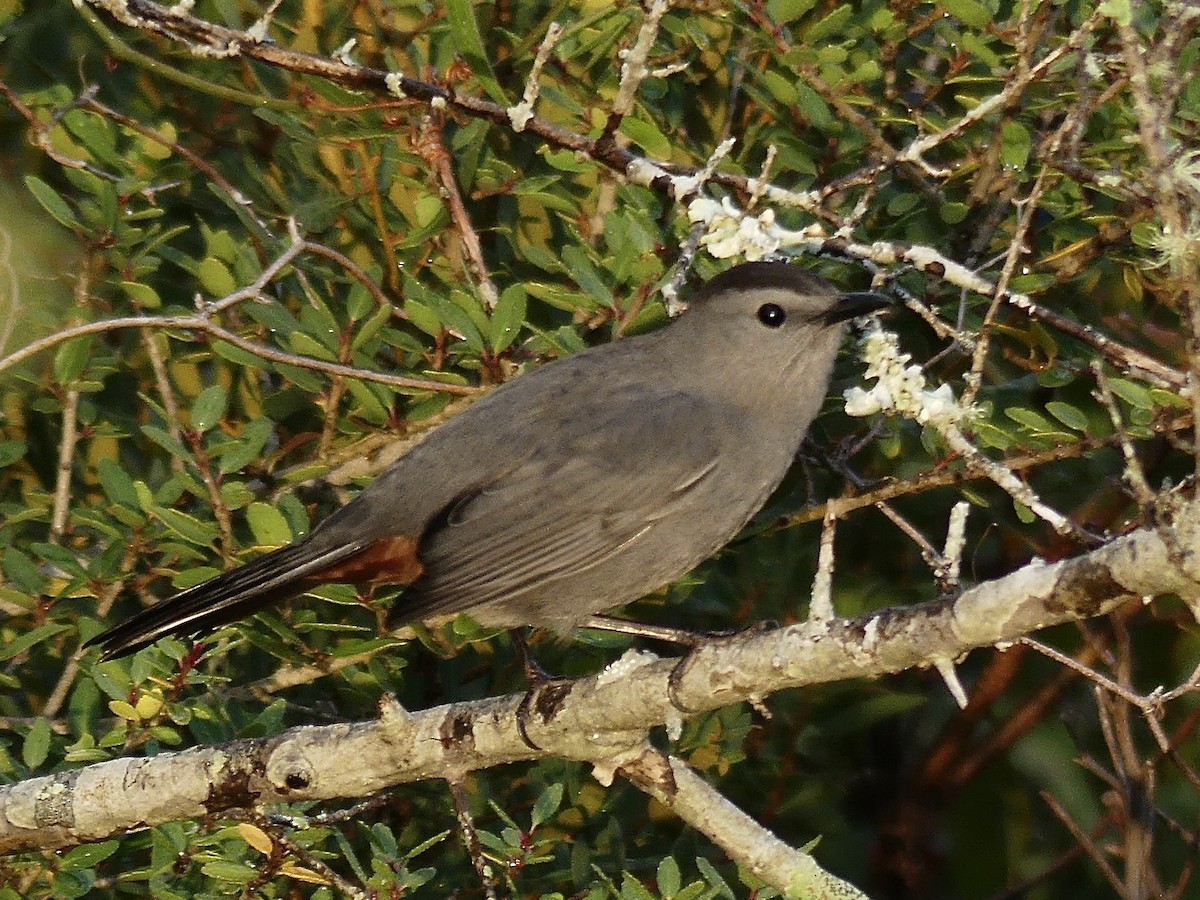 Miaulari grisa - ML645144369