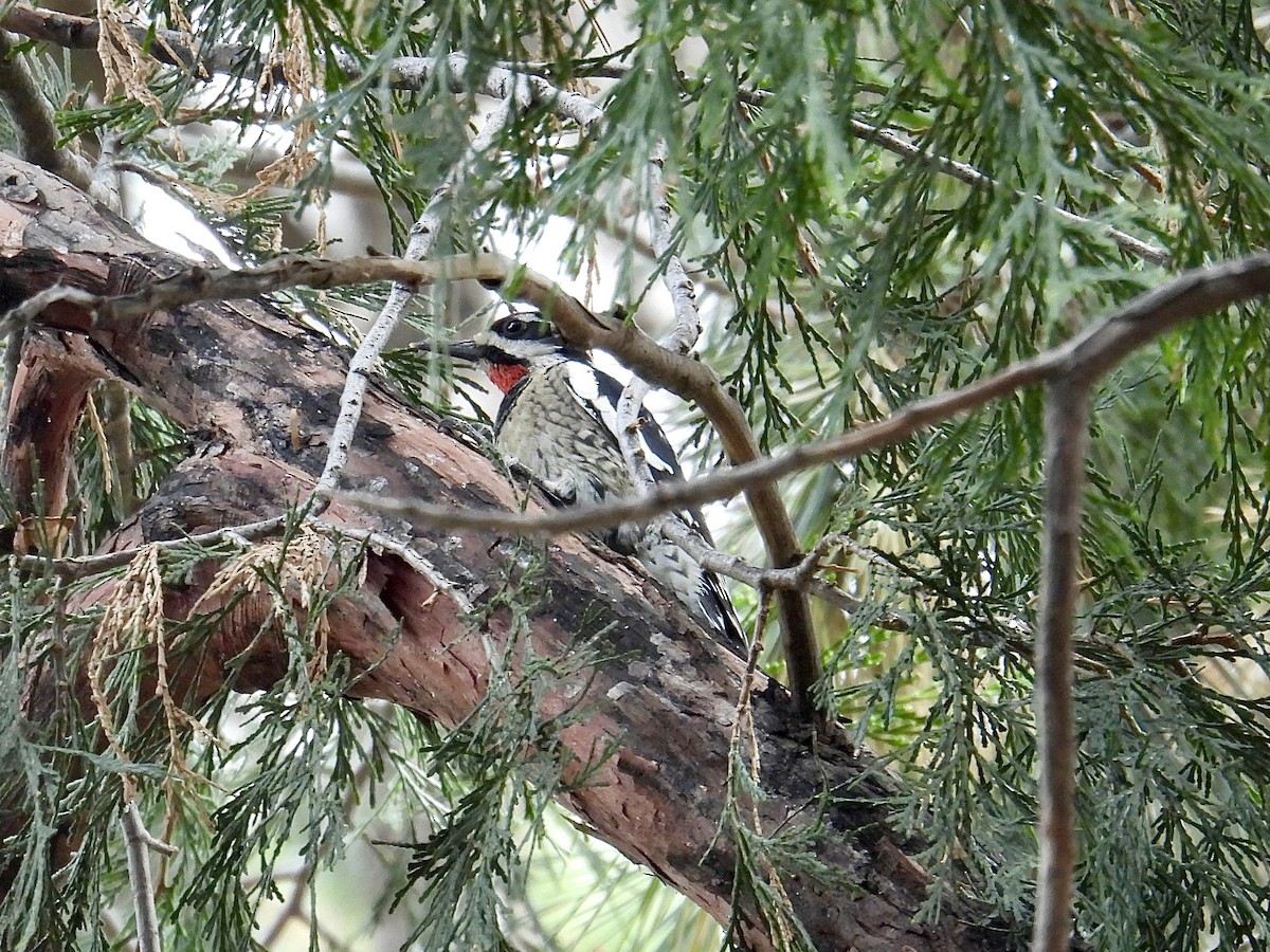 Rotnacken-Saftlecker - ML645144372