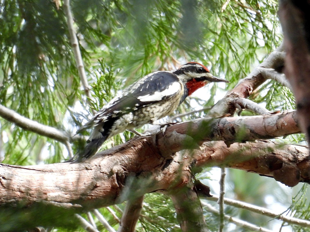 Rotnacken-Saftlecker - ML645144373