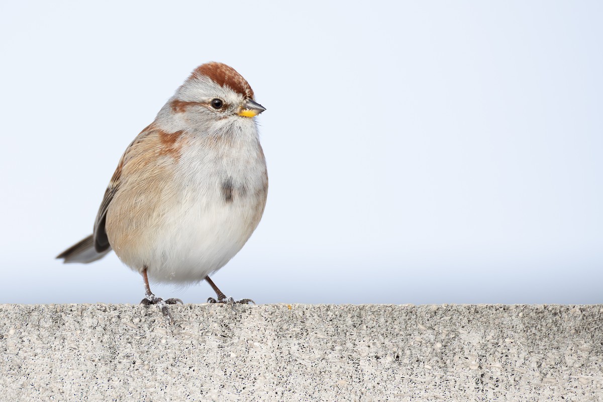 Пасовник північний - ML645144379