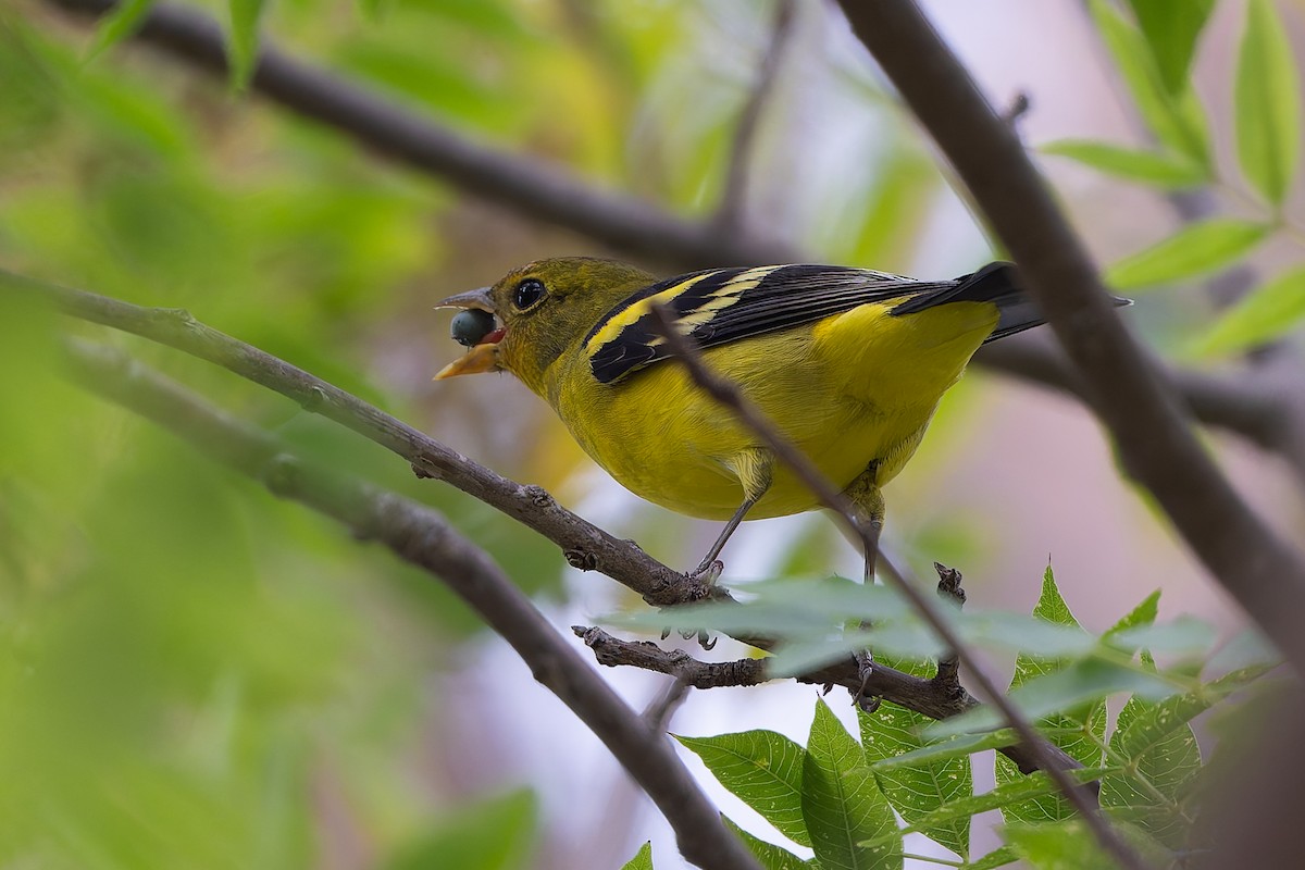 Желтоплечая пиранга - ML645144391