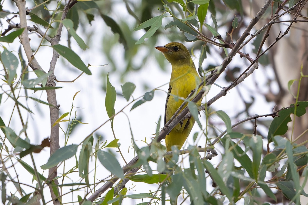 Желтоплечая пиранга - ML645144392