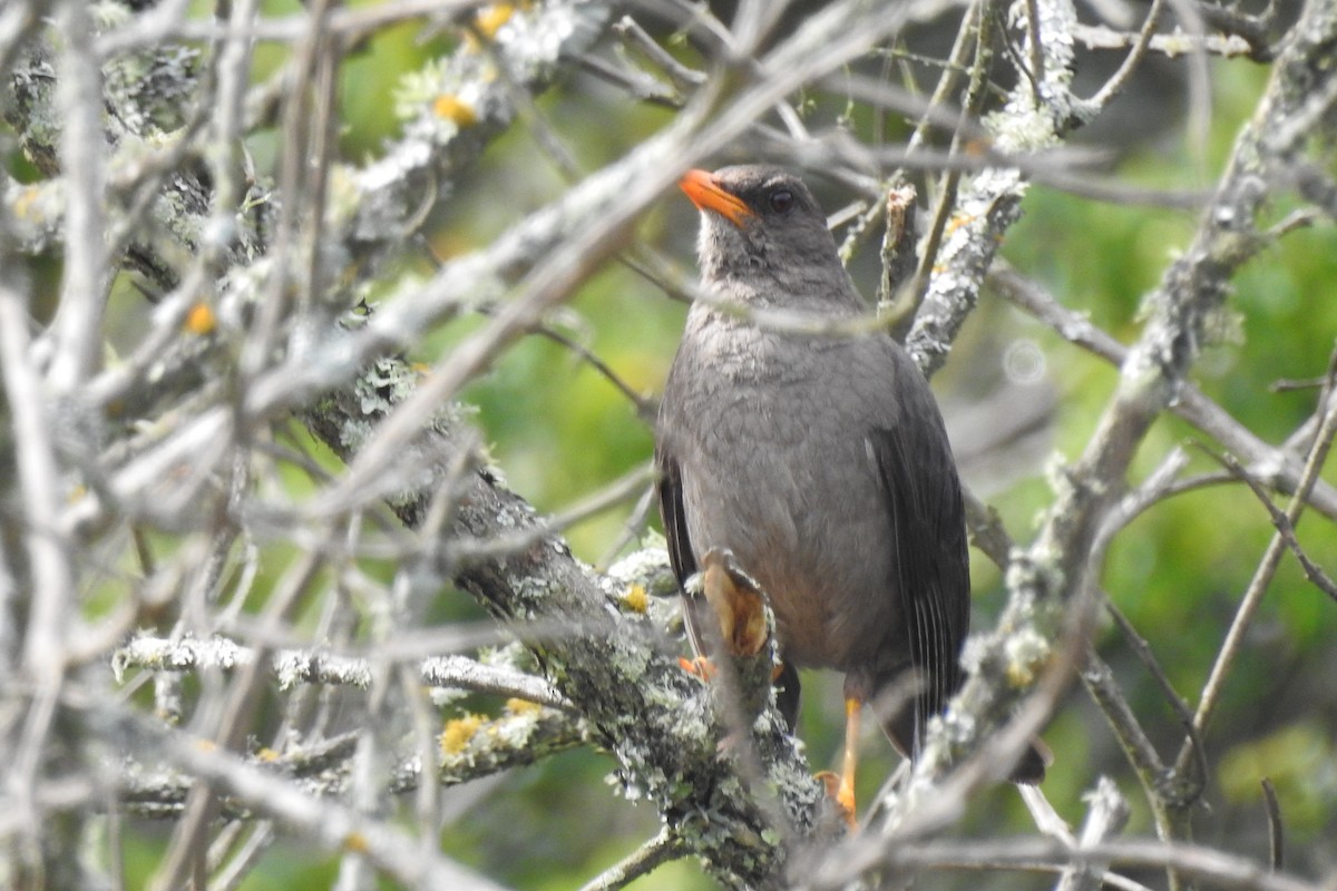 Great Thrush - ML645144398