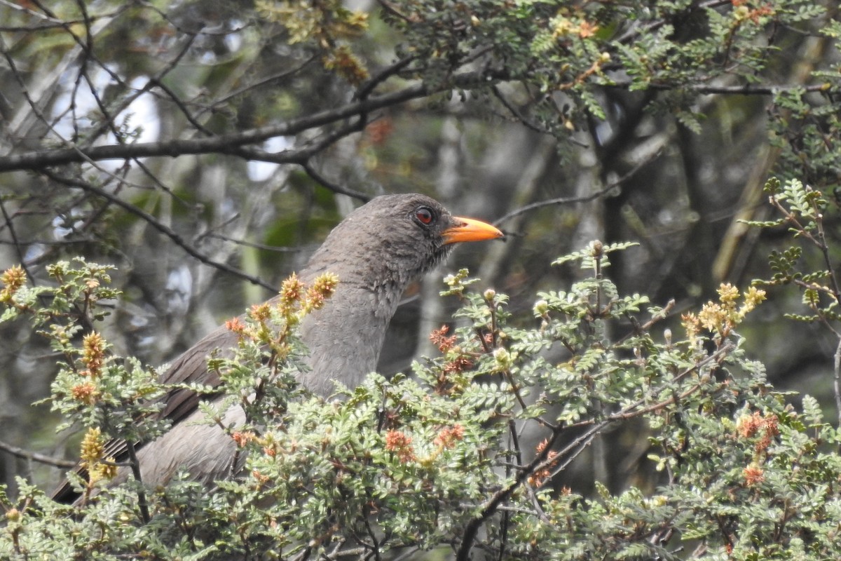 Great Thrush - ML645144399