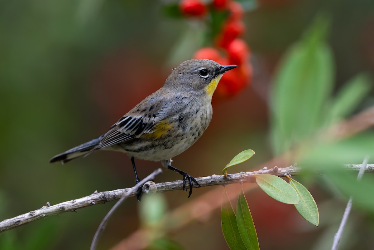 Миртовый певун - ML645144403