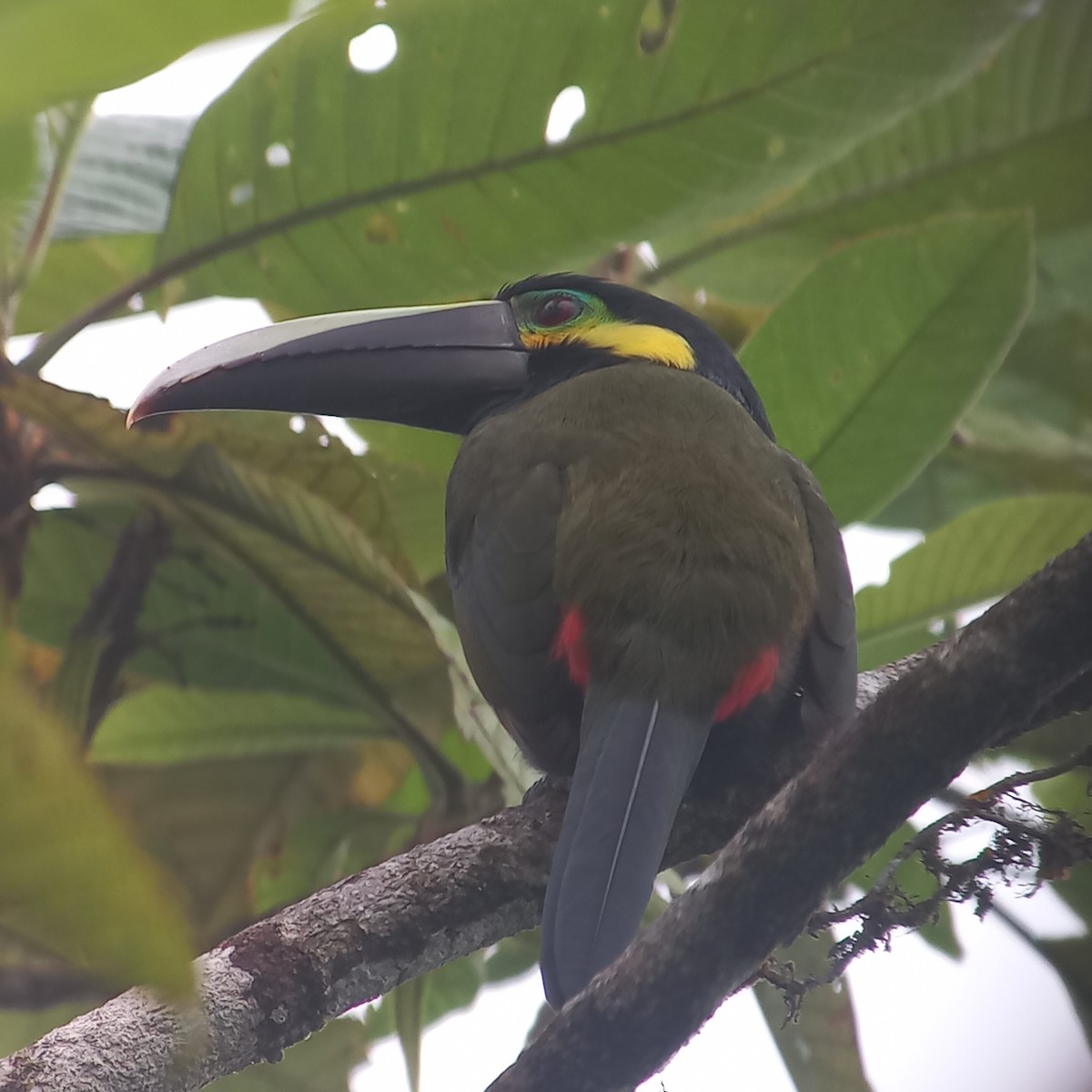 Yellow-eared Toucanet - ML645144404