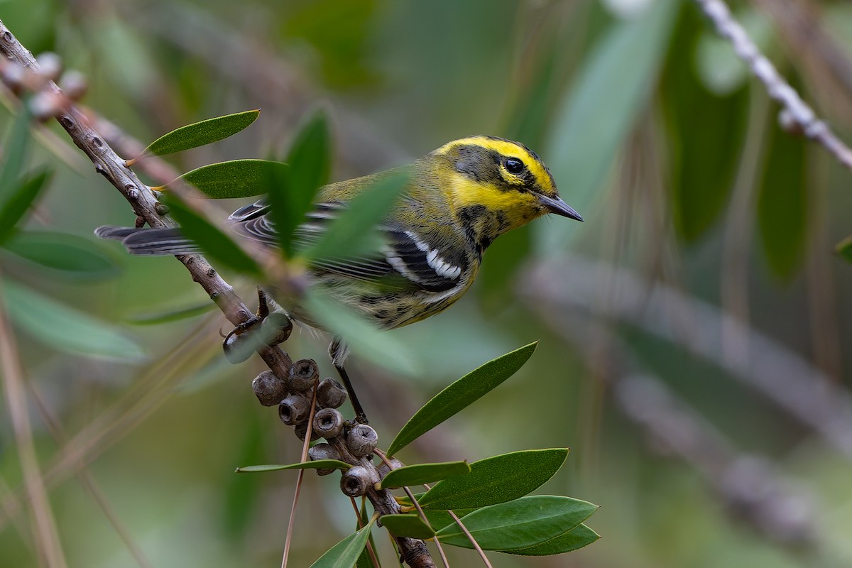 Желтобровая древесница - ML645144418