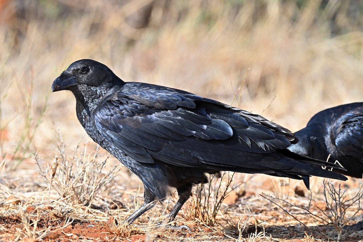 Kısa Kuyruklu Kuzgun - ML645144421